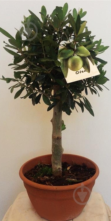Растение Оливка Olea Bonsai С70 - фото 1 Растение Оливка Olea Bonsai С70 - фото 1