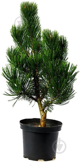 Рослина Pinus leucodermis Compact Gem С7.5 - фото 1