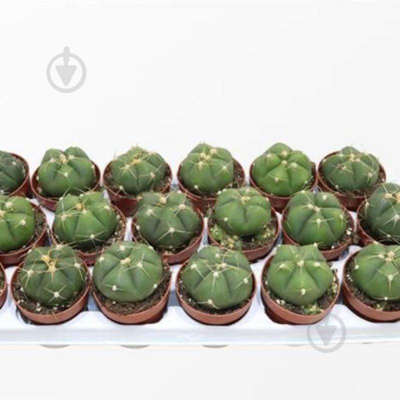 Рослина Кактус 8х10 Gymnocalycium horstii v. Buenekeri - фото 1