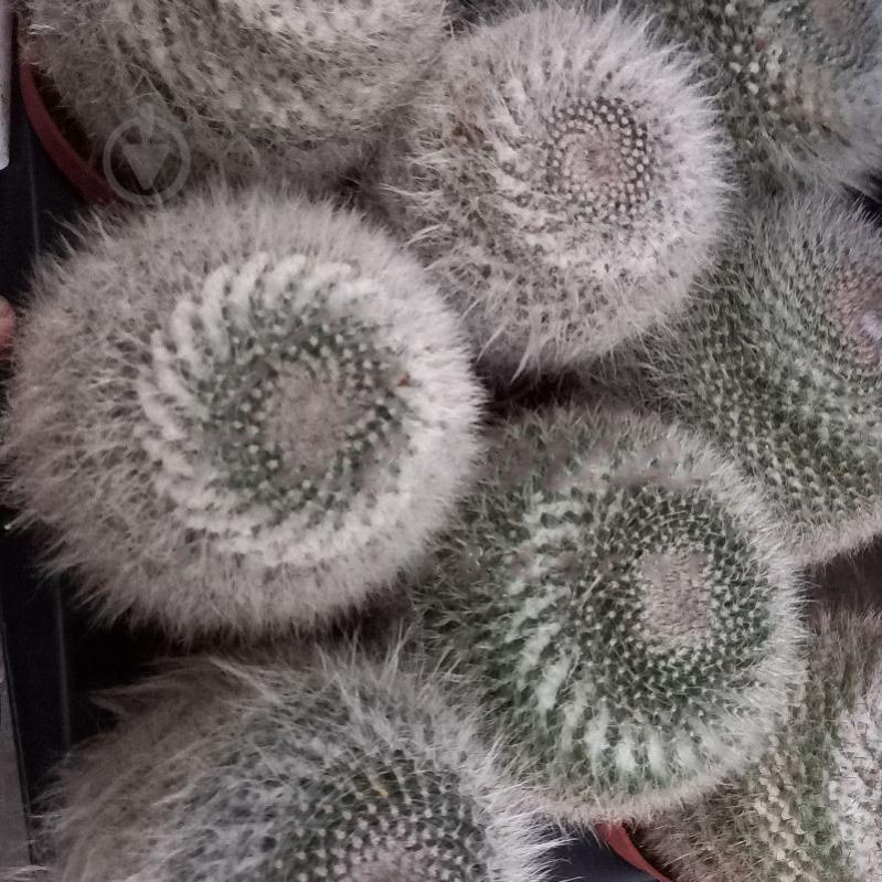 Рослина Кактус 10х15 Mammillaria Hahniana - фото 1