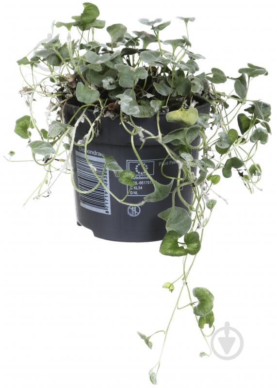 Растение Дихондра 10х15 Silver Falls - фото 1