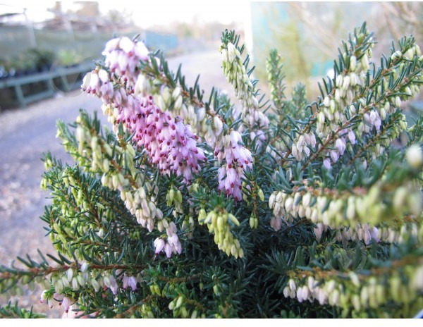 Рослина Еріка Darlyensis d12/h25 - фото 2