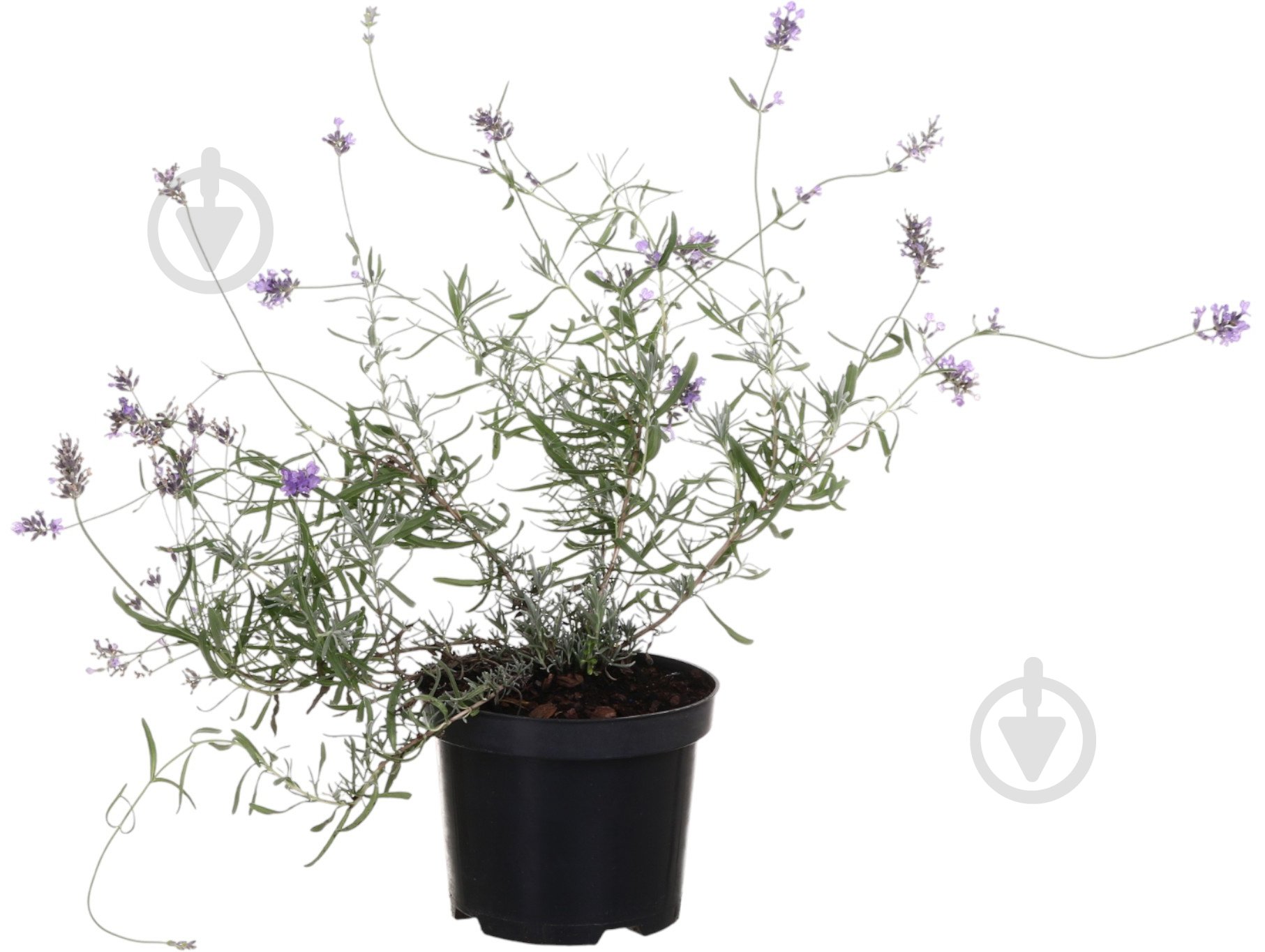 Рослина Лаванда С2 - фото 1