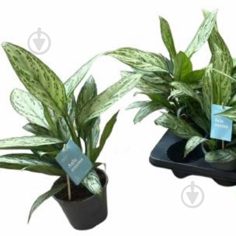 Растение Аглаонема 14х40 белая Silver Queen - фото 1