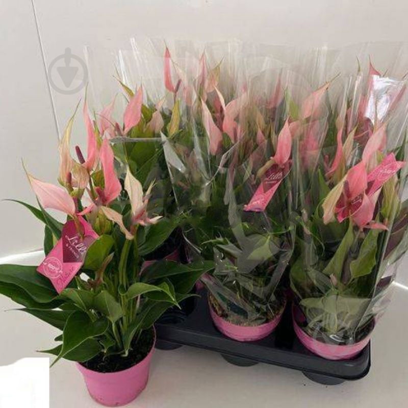 Растение Антуриум 10х30 Lilli - фото 1