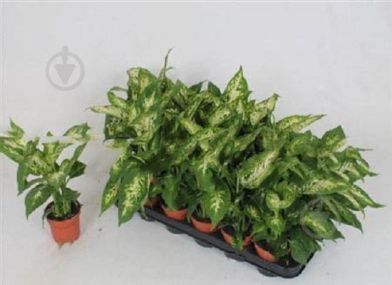 Растение Диффенбахия 9х25 Compacta - фото 1