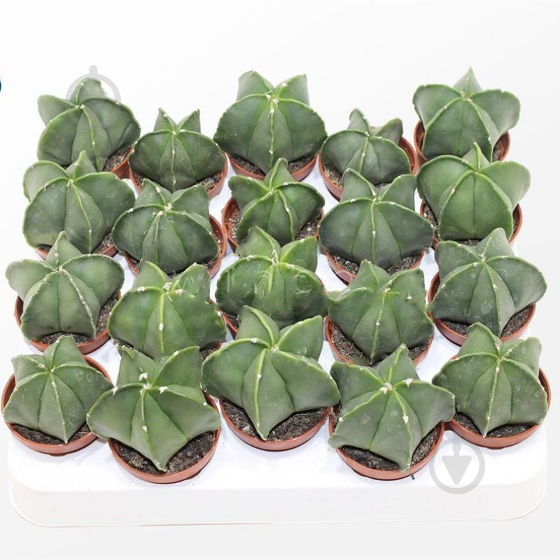 Растение Кактус 05х08 Astrophytum Nudim - фото 1 Растение Кактус 05х08 Astrophytum Nudim - фото 1