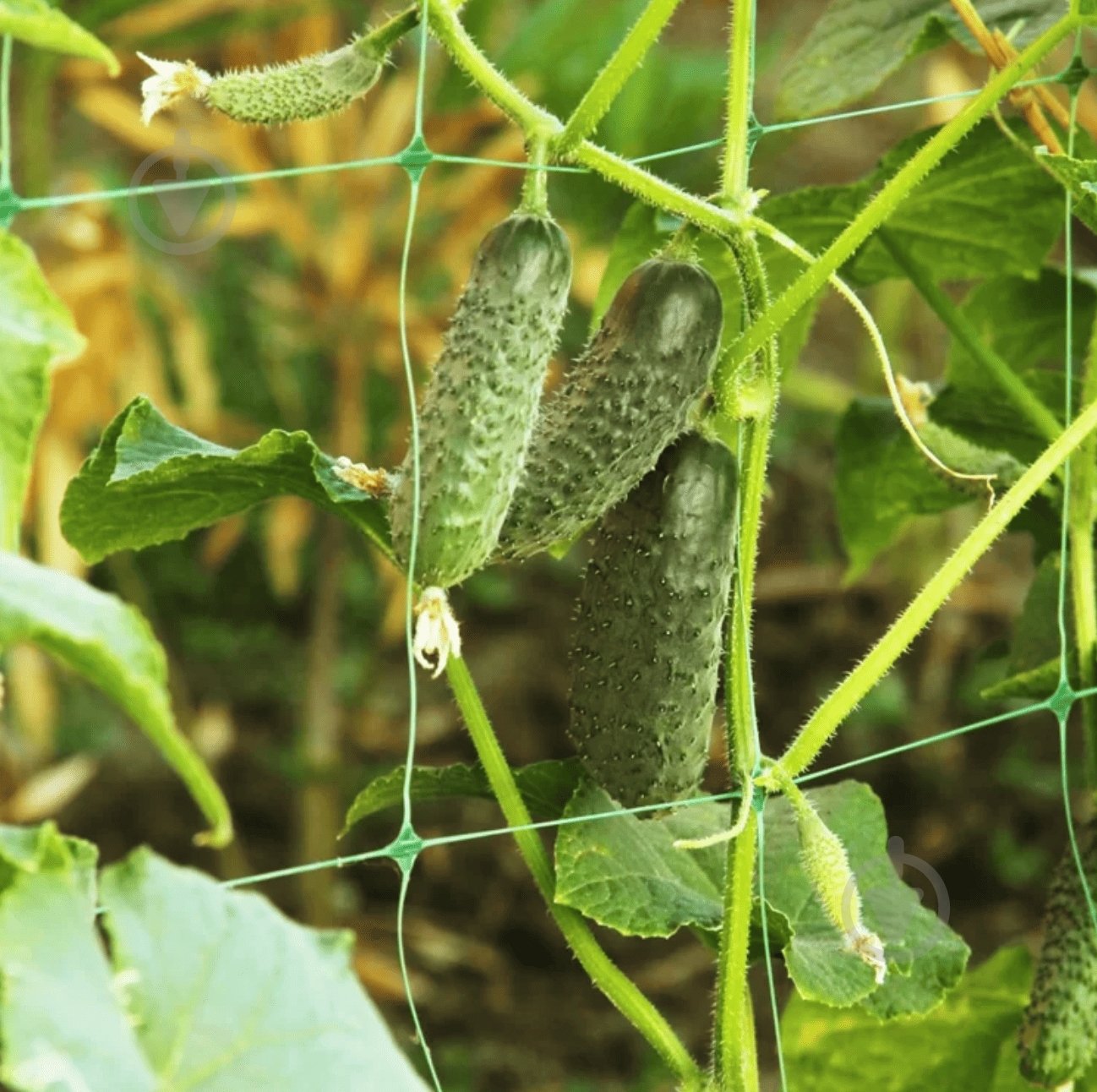 Сетка шпалерная Agreen для огурцов 1,7 м х10 м - фото 4 Сетка шпалерная Agreen для огурцов 1,7 м х10 м - фото 4