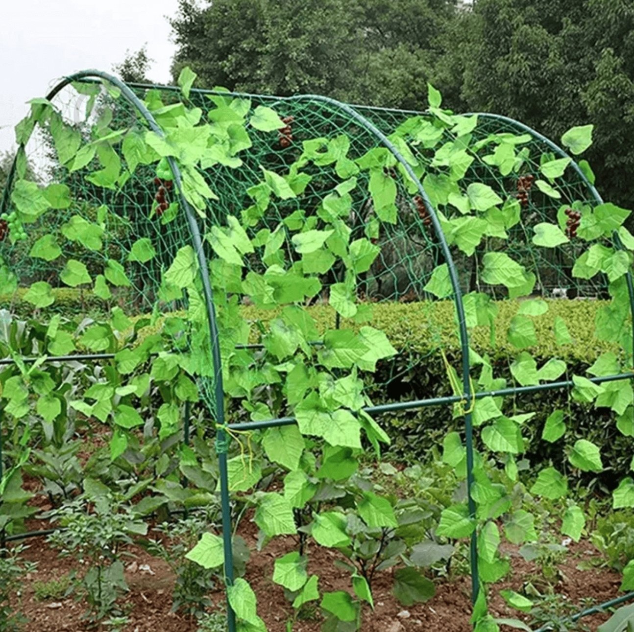 Сетка шпалерная Agreen для огурцов 1,7 м х10 м - фото 5 Сетка шпалерная Agreen для огурцов 1,7 м х10 м - фото 5