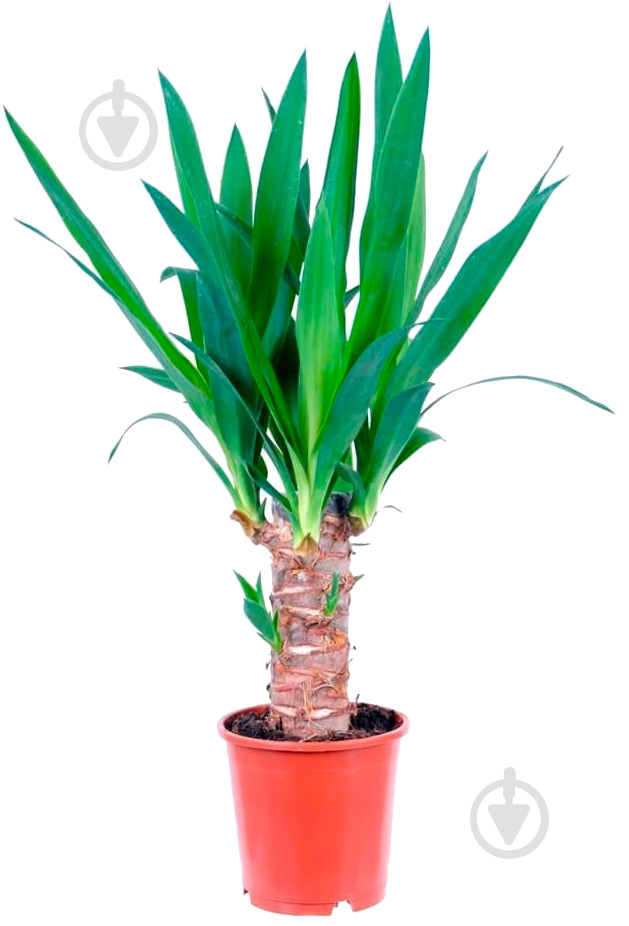Растение Юкка 1рр д11\40 - фото 1 Растение Юкка 1рр д11\40 - фото 1