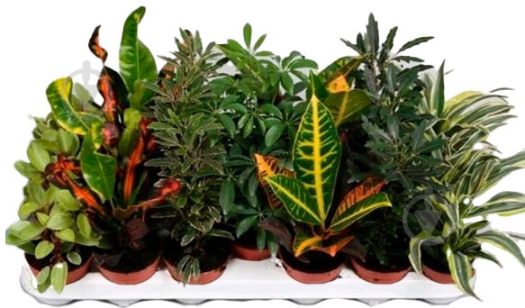 Растение Плант микс д12 в30 - фото 1