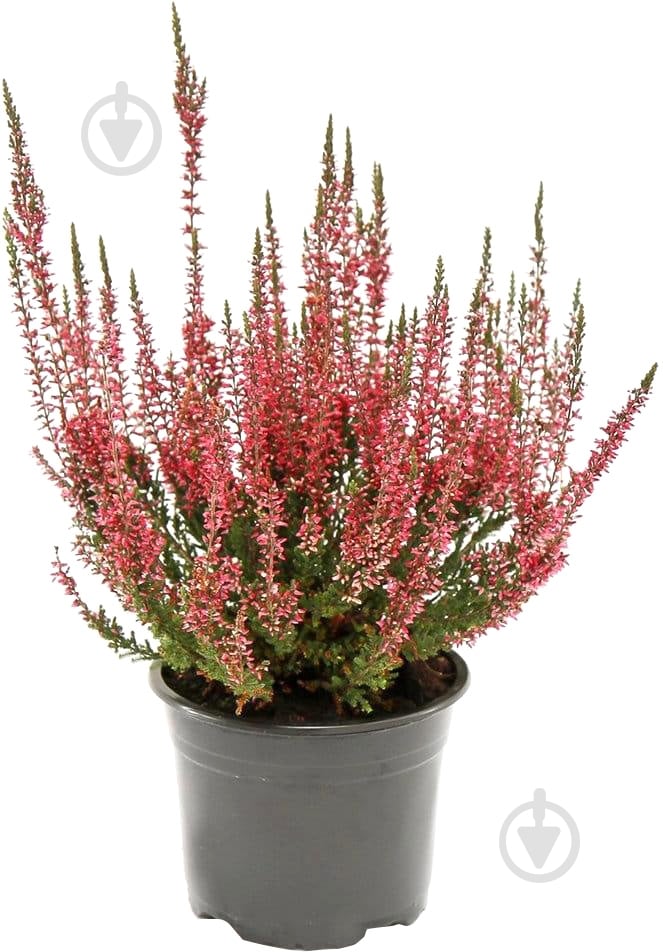 Растение Верес микс д9 в20 - фото 1