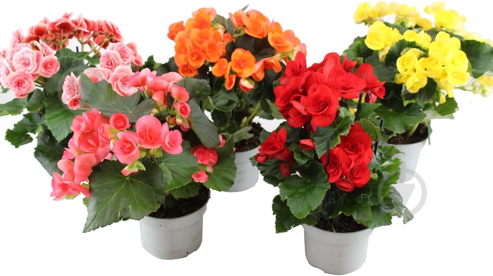 Растение Бегония 13х35 микс - фото 1