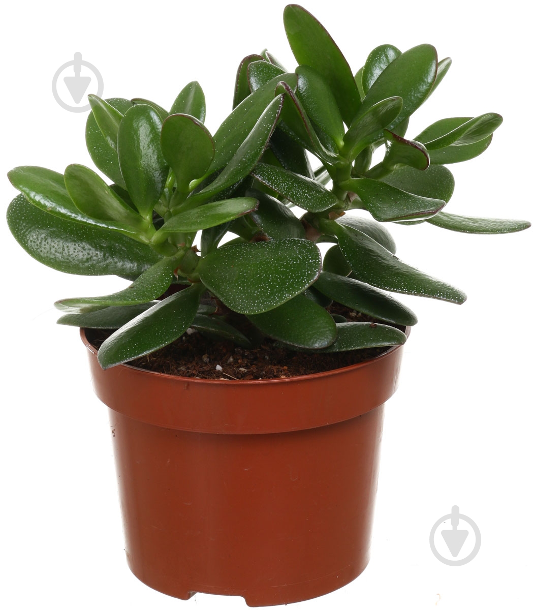 Растение Красула 12х30 см овата - фото 1 Растение Красула 12х30 см овата - фото 1