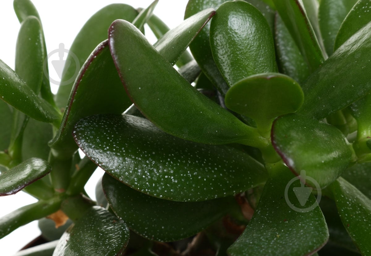 Растение Красула 12х30 см овата - фото 2 Растение Красула 12х30 см овата - фото 2