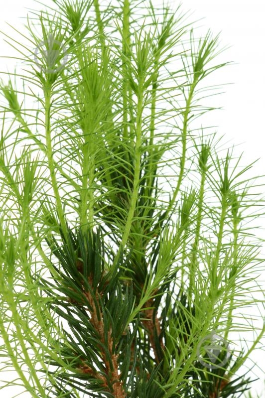 Растение Питея "Conica" (A2) d12/h20 - фото 2