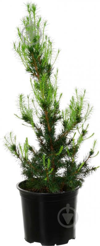 Растение Питея "Conica" (A2) d12/h20 - фото 1