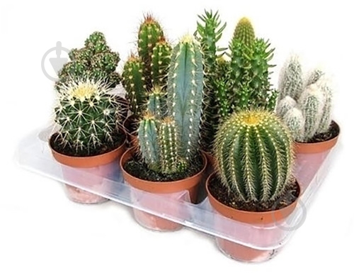 Суккулент Кактус 10х15 см микс - фото 1