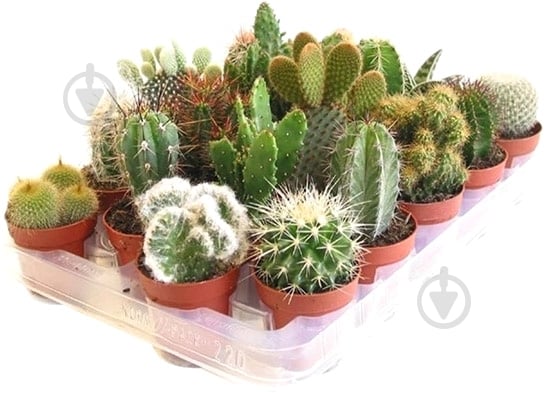 Растение Кактус 5х10 см микс - фото 1