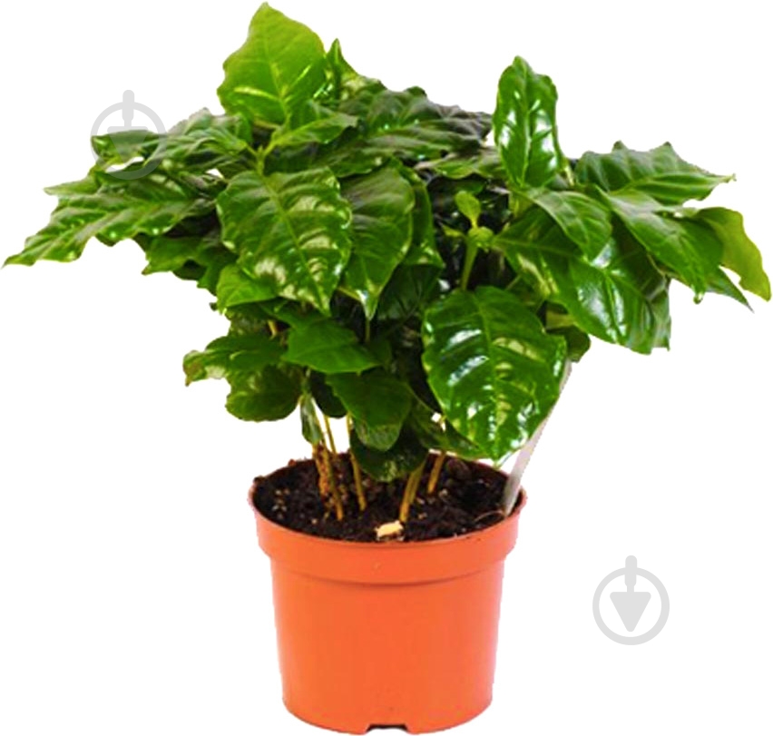 Растение Кава 12*30 - фото 1