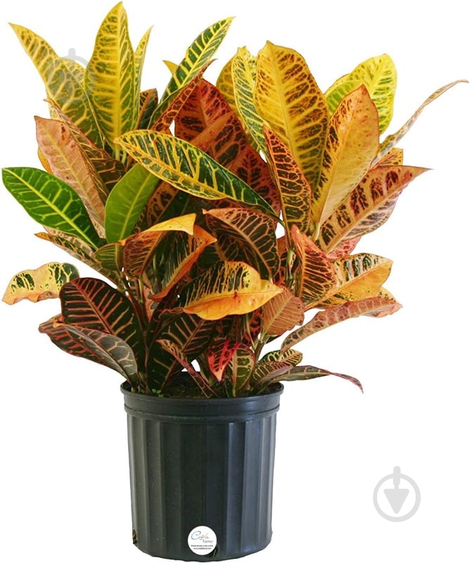 Рослина Кротон 13*45 Magnificent - фото 1