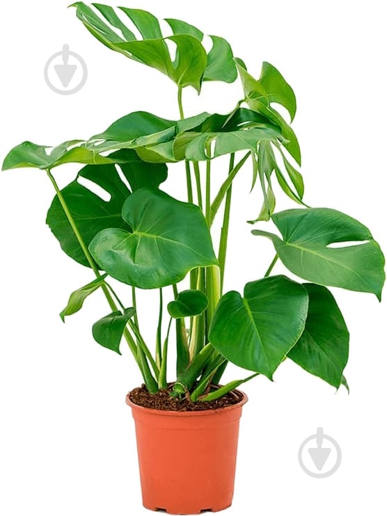 Растение Монстера Deliciosa 17х75 см - фото 1