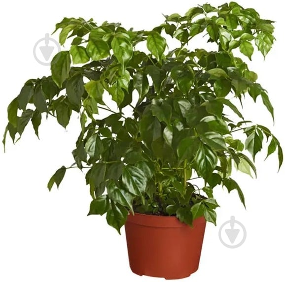 Растение Радермахера 12х25 - фото 1