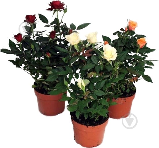 Растение Роза 10х25 Beau Monde микс - фото 1