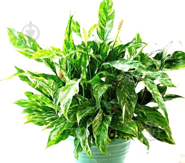 Растение Спатифиллум 10х30 см - фото 1