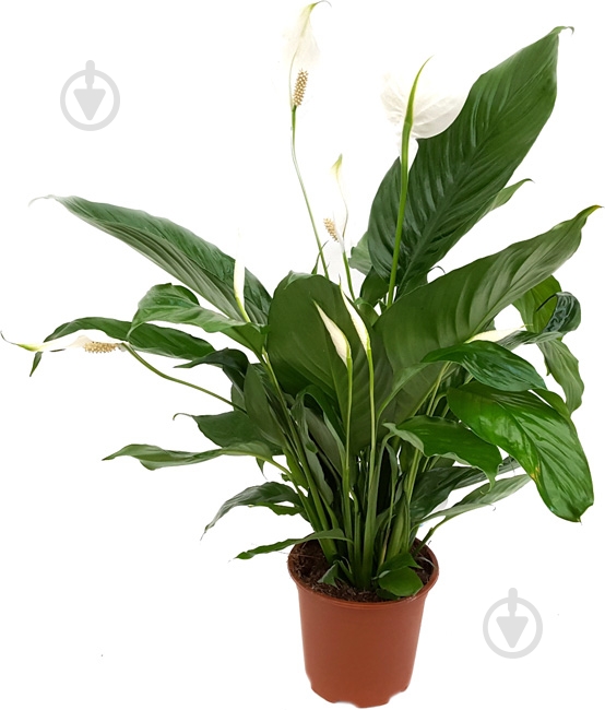 Растение Спатифиллум 12х50 см - фото 1