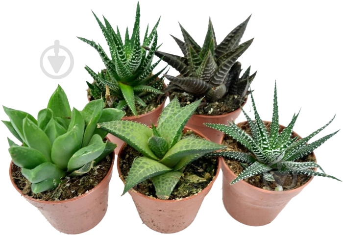Суккулент Хавортия 5*5 микс - фото 1
