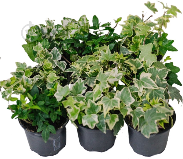 Растение Хедера 13*25 микс - фото 1