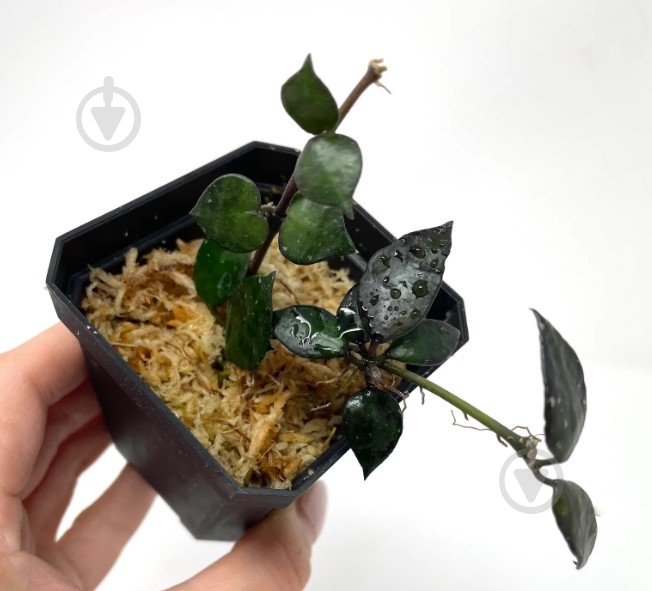 Растение Хойя 12*20 Black Leaves - фото 1