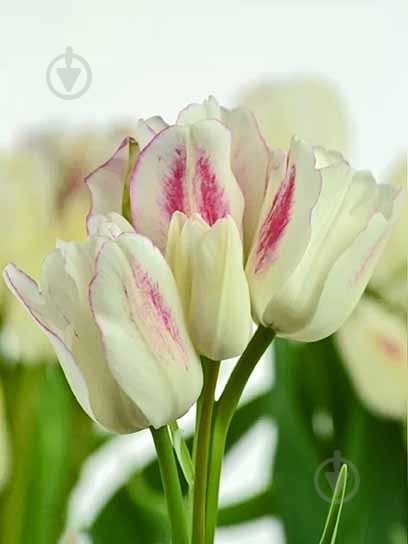 Луковица тюльпана простого позднего Кенди Клаб 3 шт. - фото 1 Луковица тюльпана простого позднего Кенди Клаб 3 шт. - фото 1