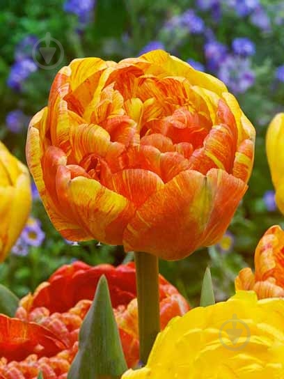 Луковица тюльпана махрового позднего Дабл Бьюти оф Апельдорн 3 шт. - фото 1 Луковица тюльпана махрового позднего Дабл Бьюти оф Апельдорн 3 шт. - фото 1