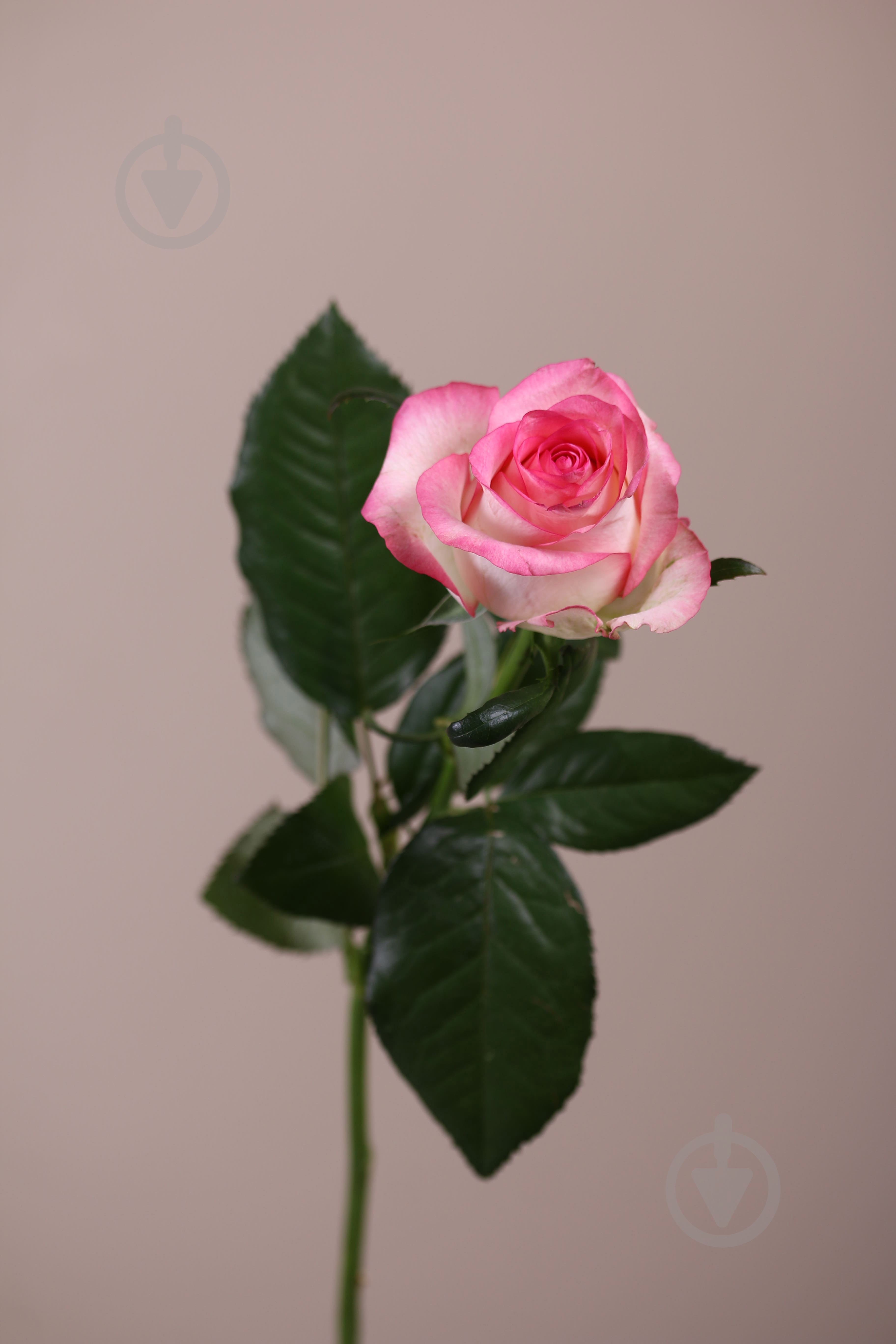 Троянда Джумілія одноголова класична 60 см рожева (Україна) - фото 1