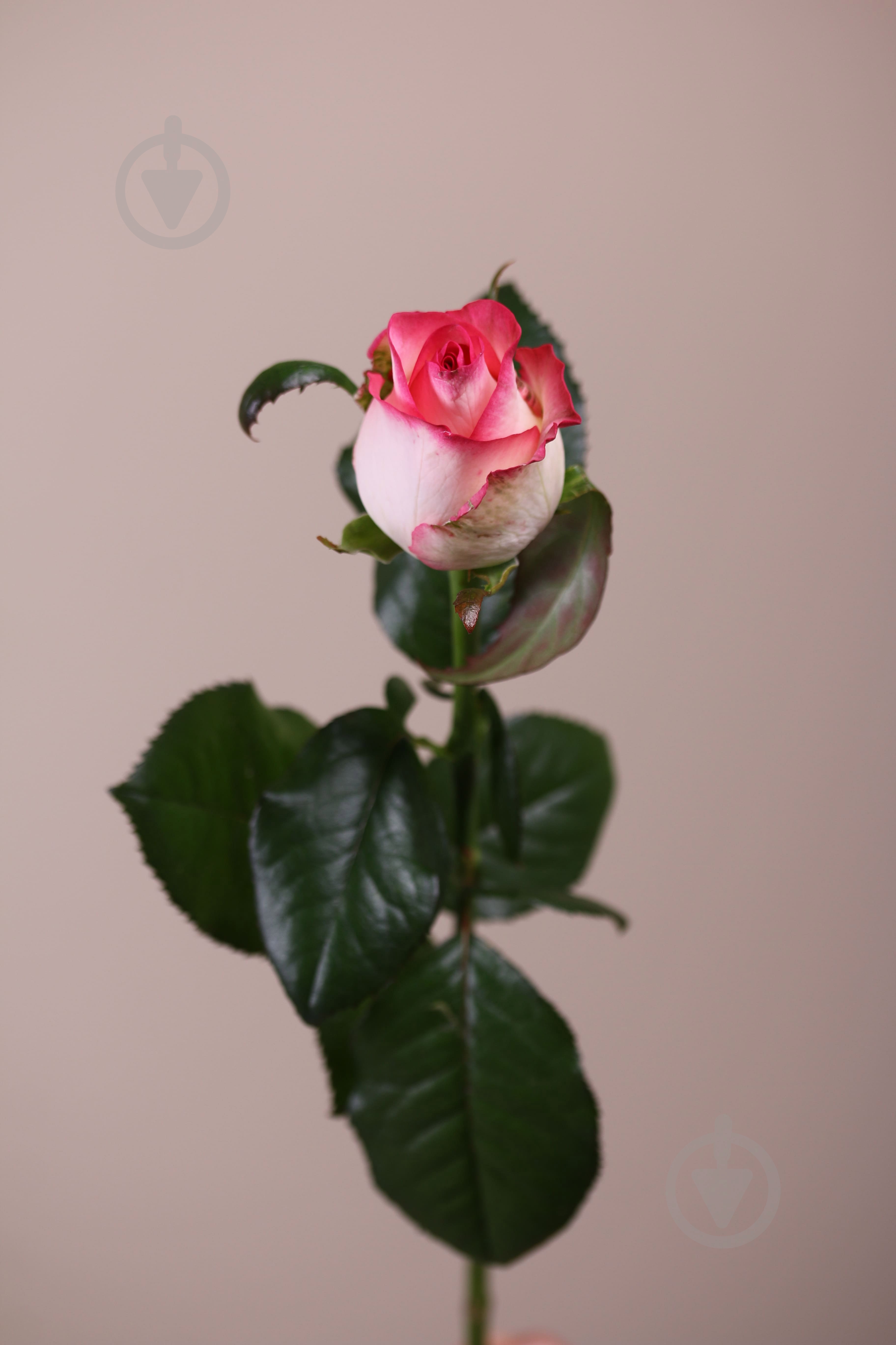 Троянда Джумілія одноголова класична 60 см рожева (Україна) - фото 2