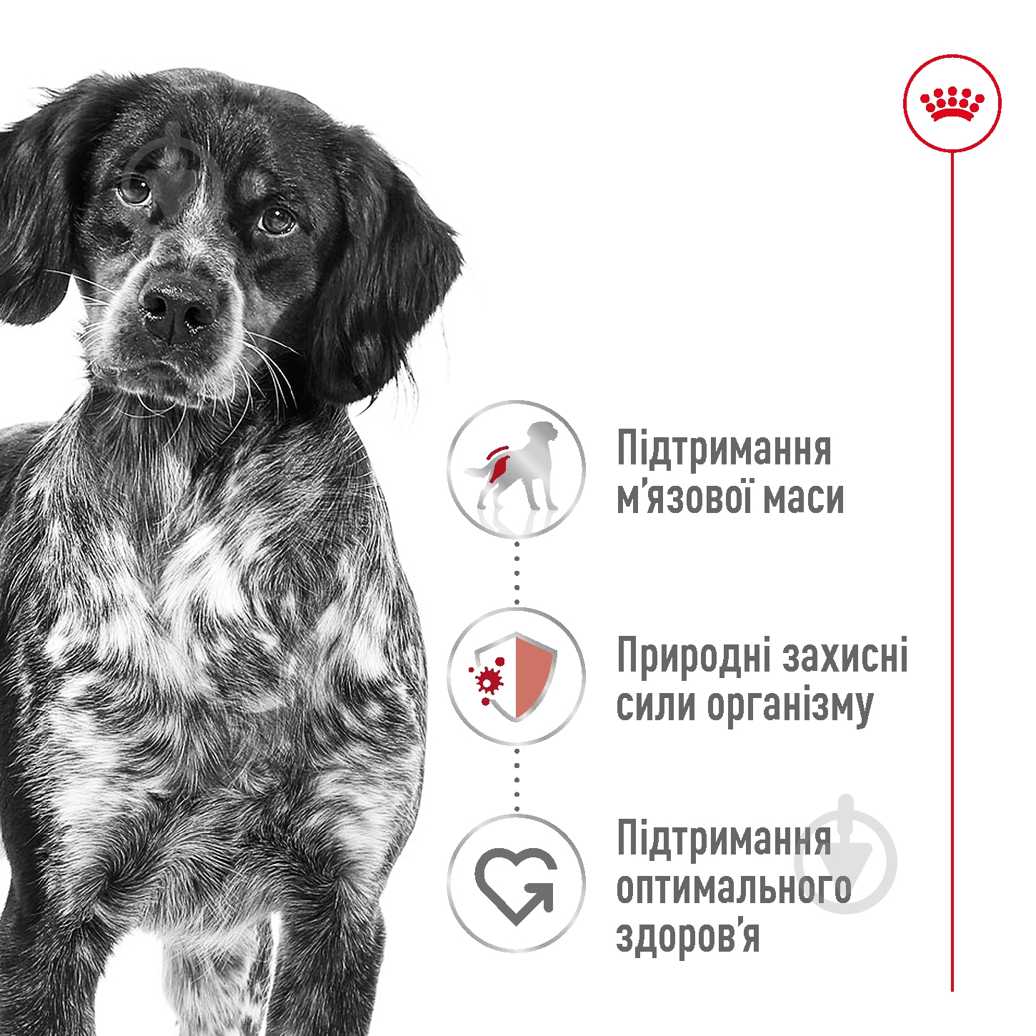 Корм сухой Royal Canin MEDIUM ADULT 4 кг (домашняя птица, рис, кукуруза) 4 кг - фото 6