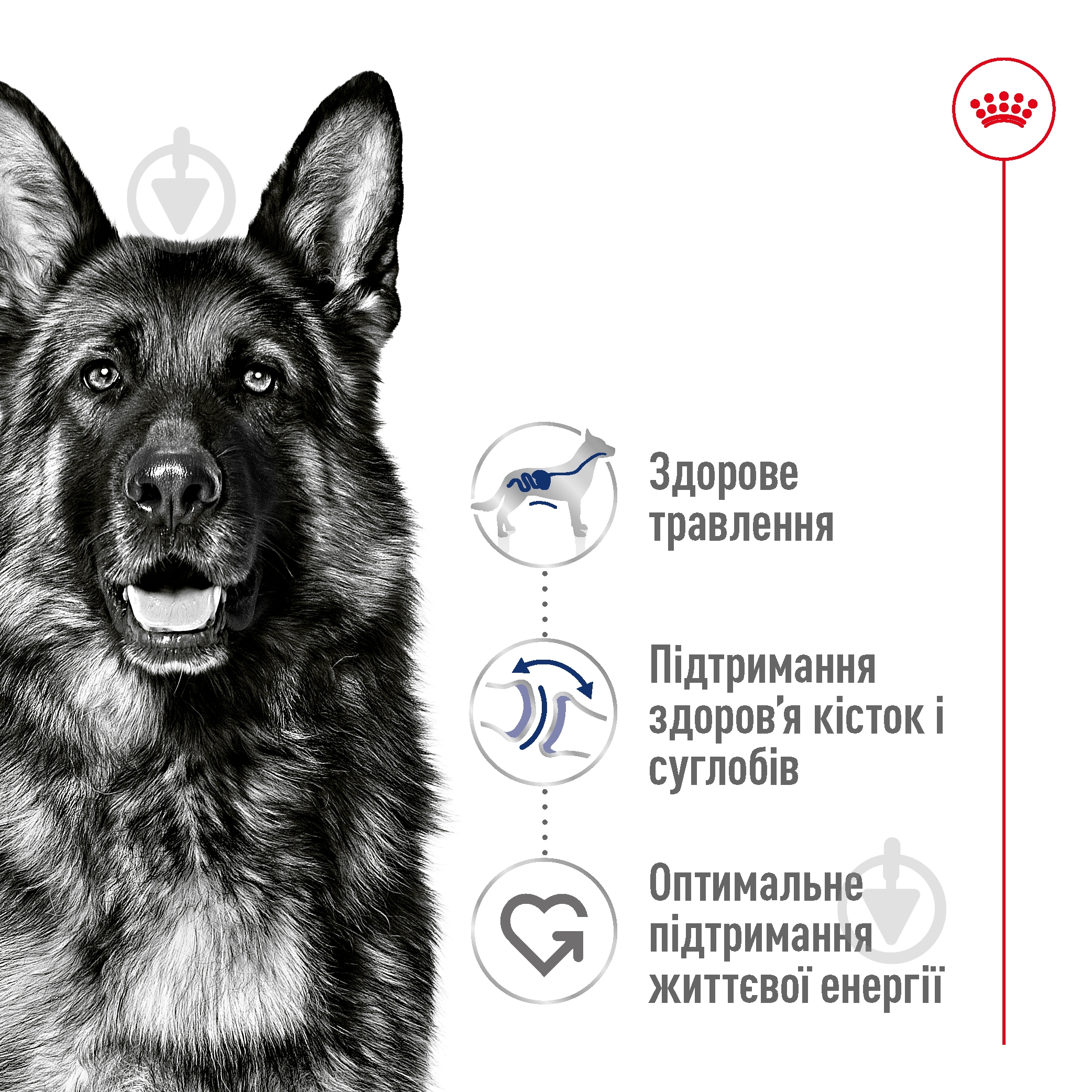 Корм сухой Royal Canin MAXI ADULT 4 кг (домашняя птица, рис, кукуруза) 4 кг - фото 6