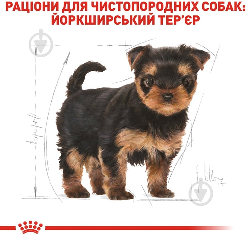 Корм сухой для щенков для малых пород Royal Canin YORKSHIRE TERRIER PUPPY 0,5 кг (домашняя птица, рис, кукуруза) 500 г - фото 3