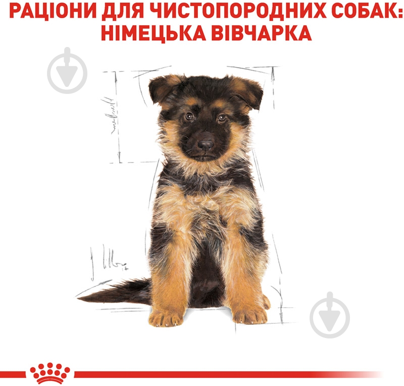 Корм сухой для щенков для крупных пород Royal Canin GERMAN SHEPHERD PUPPY 3 кг (домашняя птица, рис, кукуруза) 3 кг - фото 3