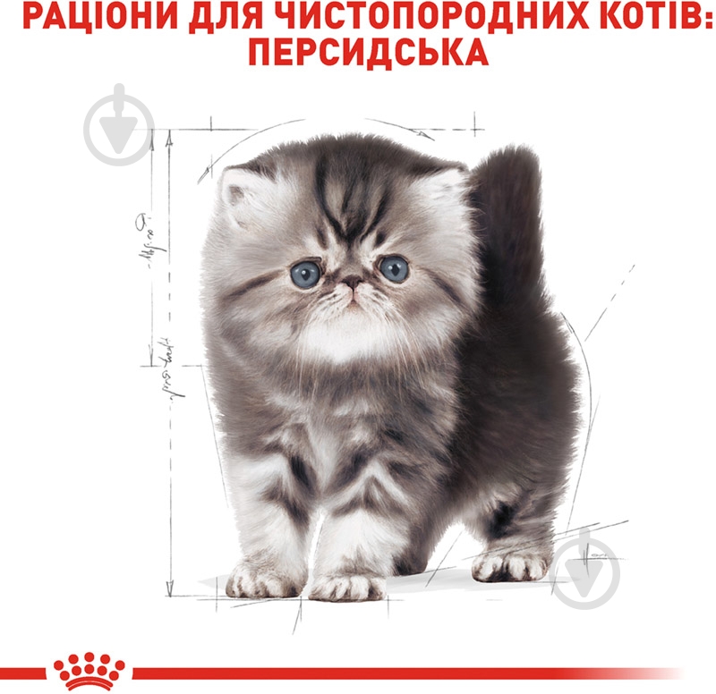 Корм сухой для котят персидской породы Royal Canin Persian Kitten домашняя птица, кукуруза 400 г - фото 3