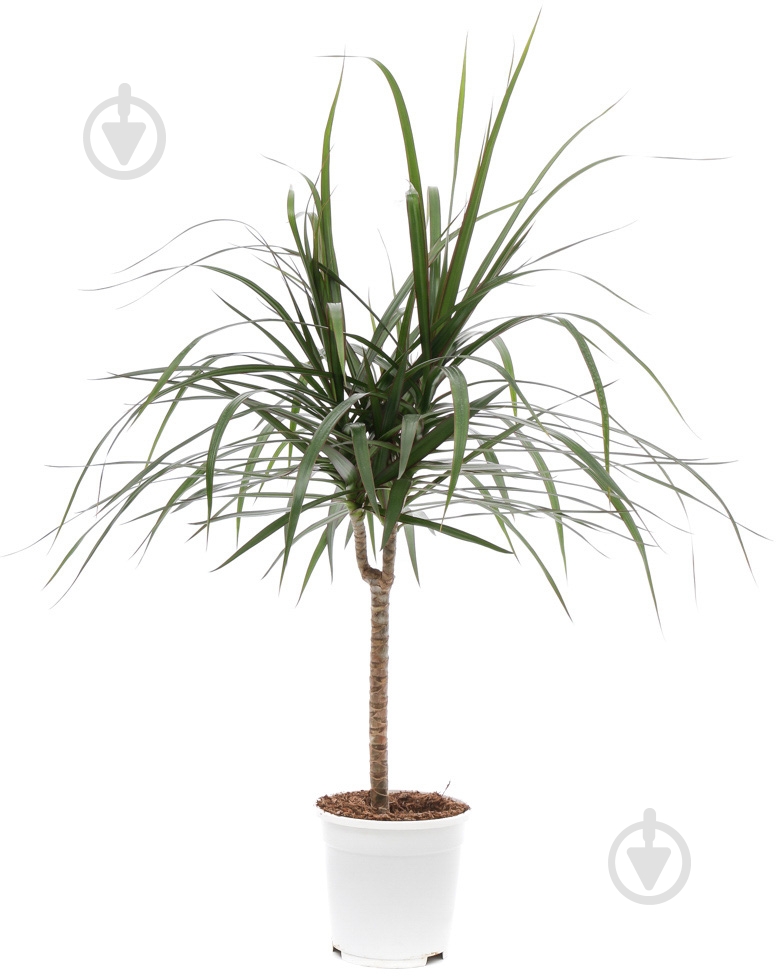 Растение комнатное драцена Маргината ø17 h85 - фото 2