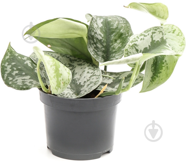 Растение комнатное сциндапсус Trebie ø12 h25 - фото 1 Растение комнатное сциндапсус Trebie ø12 h25 - фото 1