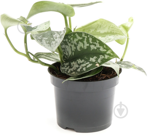 Растение комнатное сциндапсус Trebie ø12 h25 - фото 2 Растение комнатное сциндапсус Trebie ø12 h25 - фото 2