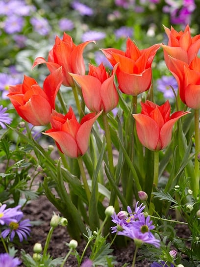 Луковица TUBERBULB Export B.V. тюльпана ботанического Линифолия 5 шт. - фото 1 Луковица TUBERBULB Export B.V. тюльпана ботанического Линифолия 5 шт. - фото 1