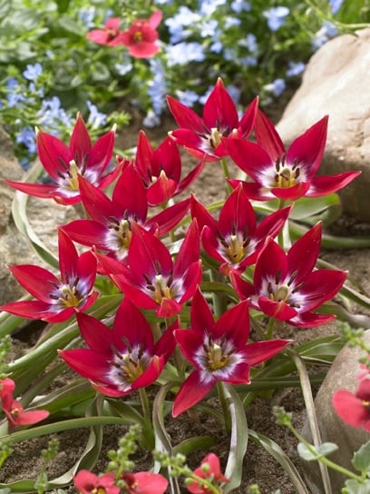 Луковица TUBERBULB Export B.V. тюльпана ботанического Тайни Тимо 5 шт. - фото 1 Луковица TUBERBULB Export B.V. тюльпана ботанического Тайни Тимо 5 шт. - фото 1