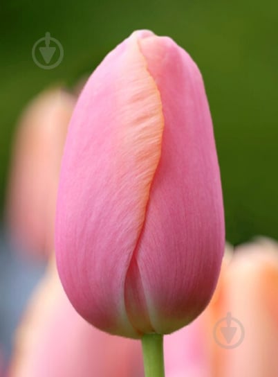 Цибулина TUBERBULB Export B.V. тюльпана простого пізнього Ментон 3 шт. - фото 1 Цибулина TUBERBULB Export B.V. тюльпана простого пізнього Ментон 3 шт. - фото 1