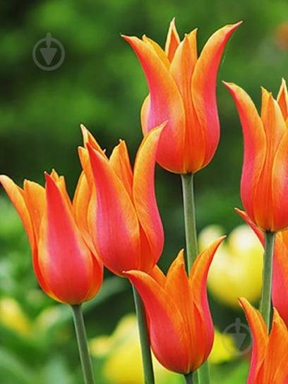 Цибулина тюльпана лілієцвітного Балерина 3 шт. - фото 1 Цибулина тюльпана лілієцвітного Балерина 3 шт. - фото 1