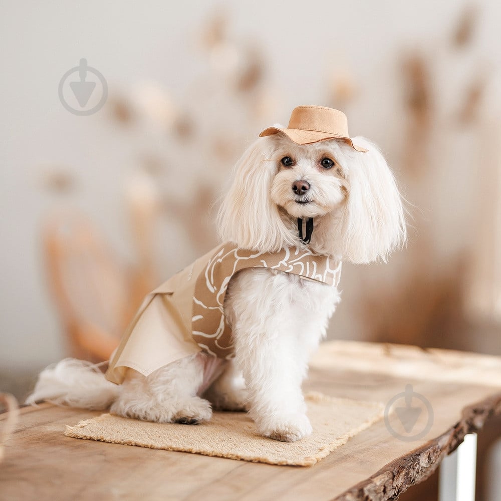 Панамка Pet Fashion Ava для собак L бежевая - фото 5